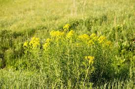 Attēlu rezultāti vaicājumam “Euphorbia virgata leaf”