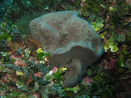 Attēlu rezultāti vaicājumam “Spongia”