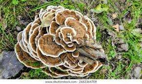Attēlu rezultāti vaicājumam “Trametes versicolor”
