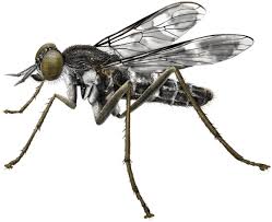 Attēlu rezultāti vaicājumam “Therevidae”