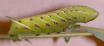 Attēlu rezultāti vaicājumam “Smerinthus ocellata”