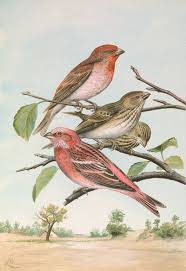 Attēlu rezultāti vaicājumam “Carpodacus erythrinus”