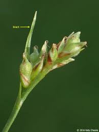 Attēlu rezultāti vaicājumam “Carex ornithopoda fruit”