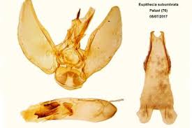Attēlu rezultāti vaicājumam “Eupithecia subumbrata”