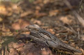 Attēlu rezultāti vaicājumam “Caprimulgus europaeus adult”