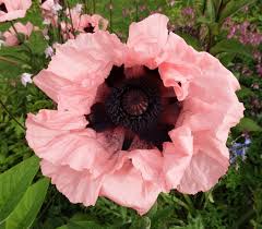 Image result for Papaver orientale
