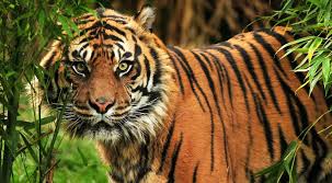 Afbeeldingsresultaat voor tijgers