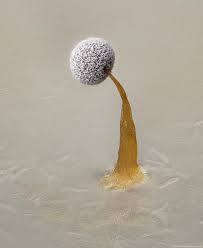 Attēlu rezultāti vaicājumam “Dictydiaethalium plumbeum young”