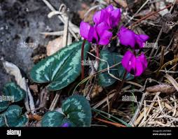 Attēlu rezultāti vaicājumam “Erythronium sibiricum”
