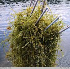 Attēlu rezultāti vaicājumam “Chara tomentosa”