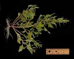 Attēlu rezultāti vaicājumam “Chenopodium rubrum”