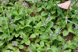 Attēlu rezultāti vaicājumam “Veronica arvensis”