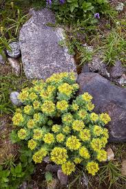 Attēlu rezultāti vaicājumam “Rhodiola rosea flower”