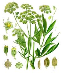 Attēlu rezultāti vaicājumam “Levisticum officinale leaf”