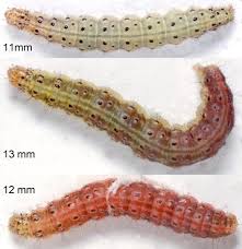 Attēlu rezultāti vaicājumam “Pyrausta aurata”