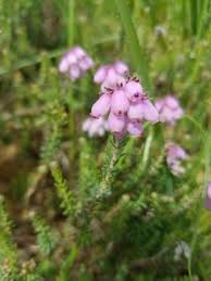 Attēlu rezultāti vaicājumam “Erica tetralix”
