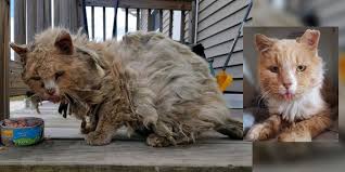 Image result for cat found