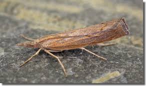 Attēlu rezultāti vaicājumam “Pediasia contaminella”