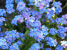 Attēlu rezultāti vaicājumam “Myosotis”