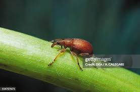 Attēlu rezultāti vaicājumam “Apion sp.”