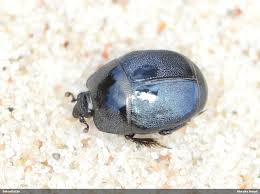 Attēlu rezultāti vaicājumam “Hypocaccus rugiceps”