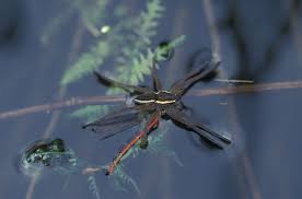 Attēlu rezultāti vaicājumam “Dolomedes fimbriatus”