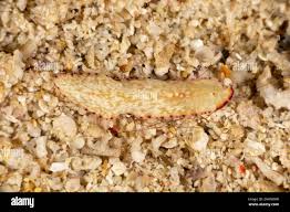 Attēlu rezultāti vaicājumam “Plathelminthes”