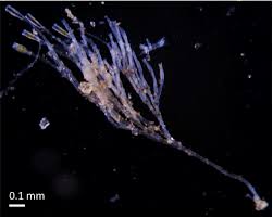 Attēlu rezultāti vaicājumam “Didymodon tophaceus sporophyte”