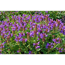 Attēlu rezultāti vaicājumam “Prunella vulgaris”