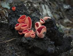 Attēlu rezultāti vaicājumam “Sarcoscypha austriaca”