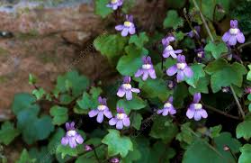 Attēlu rezultāti vaicājumam “Cymbalaria muralis leaf”