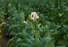Attēlu rezultāti vaicājumam “Nicotiana tabacum”