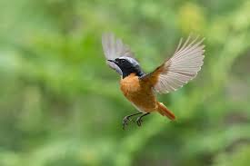 Attēlu rezultāti vaicājumam “Phoenicurus phoenicurus male”