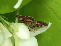 Attēlu rezultāti vaicājumam “Pyrausta aurata”