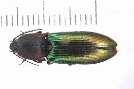 Attēlu rezultāti vaicājumam “Actenicerus sjaelandicus”