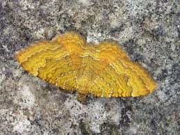 Attēlu rezultāti vaicājumam “Camptogramma bilineata”