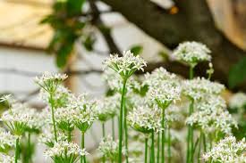 Attēlu rezultāti vaicājumam “Heracleum sosnowskyi fruit”