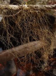 Attēlu rezultāti vaicājumam “Bryoria capillaris”