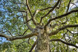 Attēlu rezultāti vaicājumam “Platanus x hispanica (syn. Platanus x acerifolia) leaf”