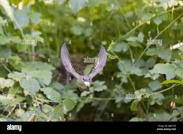 Attēlu rezultāti vaicājumam “Sylvia borin adult”