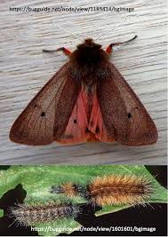 Attēlu rezultāti vaicājumam “Phragmatobia fuliginosa imago”