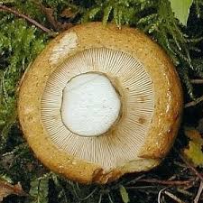 Attēlu rezultāti vaicājumam “Lactarius necator”