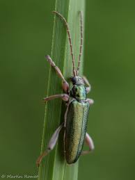 Attēlu rezultāti vaicājumam “Donacia clavipes”