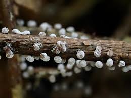 Attēlu rezultāti vaicājumam “Didymium difforme macro”