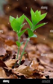 Attēlu rezultāti vaicājumam “Mercurialis perennis leaf”