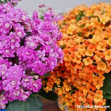Image result for Kalanchoe blossfeldiana