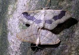 Attēlu rezultāti vaicājumam “Idaea aversata”