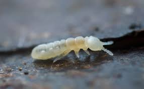 Attēlu rezultāti vaicājumam “Collembola”