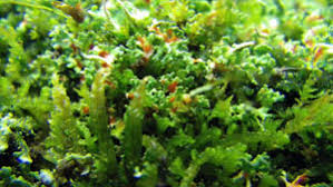 Attēlu rezultāti vaicājumam “Cladonia norvegica”