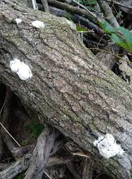 Attēlu rezultāti vaicājumam “Fuligo septica cf. rufa spores”